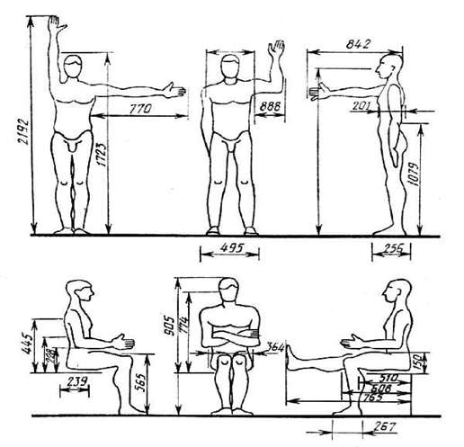 Габариты человека в положении стоя и сидя